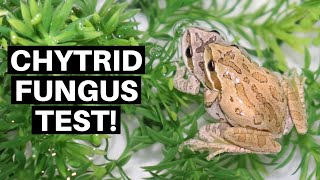 How To Test Amphibians For Chytrid Fungus  Benjamins Exotics [upl. by Nylirret614]