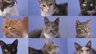 Adopt a Cat from the RSPCA [upl. by Jeffie]