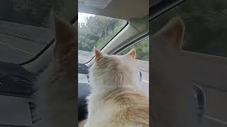 Speed Trap Worries White Fluffy Cat on Road Trip [upl. by Seagraves697]