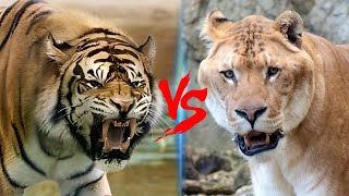 Liger VS Ngandong Tiger  Ngandong Tiger VS Liger Who Would Win [upl. by Chader]