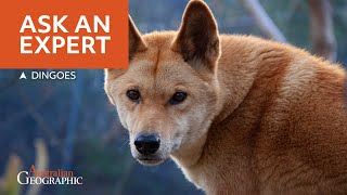 Find Out Facts About Dingoes You Never Knew  Ask An Expert [upl. by Hauge]