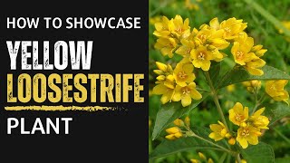 Glorious Yellow How to Showcase the Radiant Yellow Loosestrife Plant [upl. by Maggie]