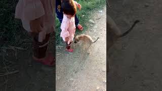 Chhota Dog Ka BacchaSabse Chota Dog Price In Pakistan SHORTVIDEO ANIMALS FUNNY UPLOUD SHORT [upl. by Anneg722]