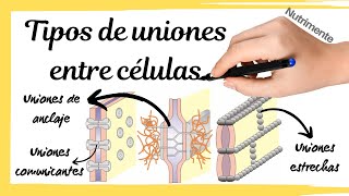 Tipos de UNIONES entre las CÉLULAS [upl. by Dowski598]