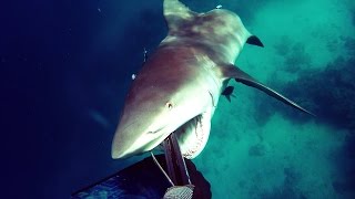 Shark Attack  Bullshark Attacks Spearfisherman [upl. by Etnuaed50]