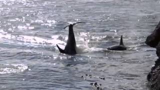 2015 Aug 9 About 50 Orca killer whales in Active Pass Galiano Island British Columbia Canada [upl. by Emmott]