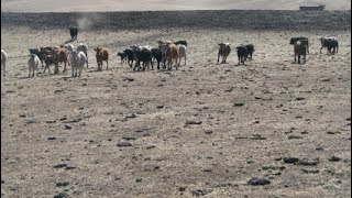 Overgrazing For 30 years Liver stocks From Northern Namibia [upl. by Anivla]