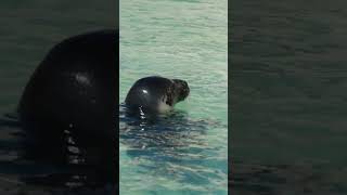 UN PHOQUE GRIS PLONGE AQUARIUM BIARRITZ [upl. by Naegem299]