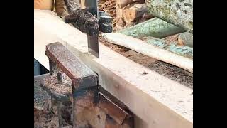 Amazing talent skill cutting tree shorts cuttingskills wood cuttingwood chainsawcarving [upl. by Lenzi]