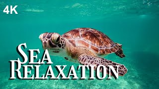 Gentle Night Relaxing Music for a Restful Sleep  A Relaxing Journey with Sea Turtles [upl. by Dietz108]