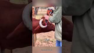 The Shocking Reason Farmers Are Wrapping Rubber Bands Around Cow Horns [upl. by Ayardna501]