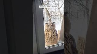 Woman found an injured owl and then helped it [upl. by Wallache541]