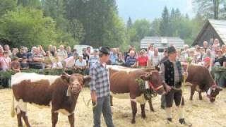 Kravji bal  Cow Ball in Bohinj  Slovenia [upl. by Llenwahs]