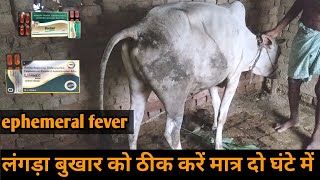 पशुओं में लंगड़ा बुखार अढ़ैया बुखार को ठीक करें दो गोली से  treatment of ephemeral fever [upl. by Teriann]