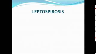 leptospirosis ppt [upl. by Bain145]