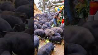 Brilliant Idea Raising Pigs On The Mountain farming animal creative [upl. by Nahtaoj]