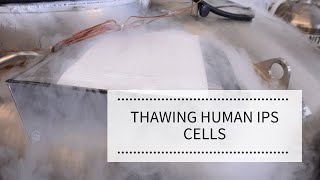 Thawing Human iPS Cells  REPROCELL [upl. by Olegnaleahcim]