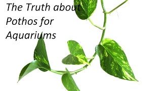 The Truth about Pothos for Aquarium Nitrate Reduction [upl. by Adnaram]