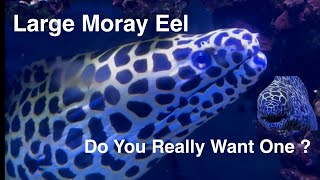 Large Moray Eel Care Acclimation Feeding The Good amp Bad Tessalata Saltwater Coral Reef Aquarium [upl. by Aihsyt]