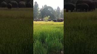 Elephant new video like share comment subscribe kejia 🫶🌹🌹🎈🎂🎂 [upl. by Refeinnej]