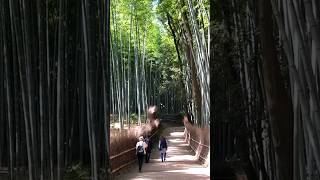 Arashiyama Bamboo Forest Kyoto Japan 🎍🎌 arashiyama bambooforest bamboo kyotojapan kyoto [upl. by Nickola]