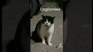 Gatto dice quotCoglione oneee oneeequot 🤣 [upl. by Dowski]