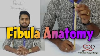 Fibula anatomy in bangla  parts attachment ossification  Medical Study In Bangla [upl. by Flosser]