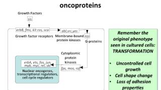 Virology 2013 Lecture 19  Transformation and oncogenesis [upl. by Vani230]