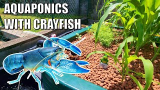 Emmas Crayfish amp Aquaponics Backyard Farm [upl. by Three]