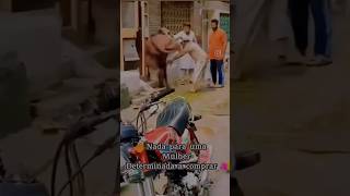 Cheapest Sherwani Market In Delhi  sherwani groom wedding shadi viral eid eidmubarak [upl. by Hjerpe]