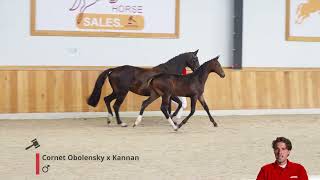 Coast Sitte Z Cornet Obolensky x Kannan [upl. by Edson]