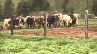 WORKING RANK RODEO BULLS WITH BORDER COLLIES [upl. by Matuag]