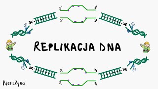 Genetyka Replikacja DNA [upl. by Ahsuatal937]