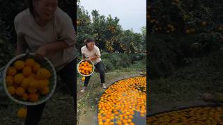 Beautiful Fresh Sweet Orange 🍊🍊 Fruit Harvest from Farm With Rural Farmer 🧐 shorts youtubeshorts [upl. by Stacie]