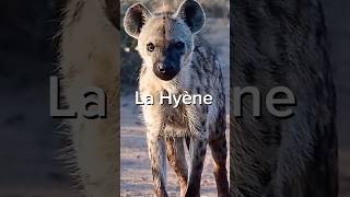 La Hyène short animaux hyena [upl. by Lifton]