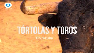 TÓRTOLAS Y TOROS [upl. by Mozes]