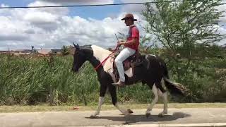 Cavalo de marcha picada [upl. by Arriek359]