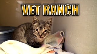 Severely Injured Kitten Gets a Second Chance [upl. by Fennessy878]