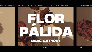 Marc Anthony  Flor Pálida LetraLyrics [upl. by Brass]