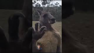 Kangaroo finds Australia mans home want shourts anima funnyshourt funny youtube wildlife [upl. by Nnahgiel180]