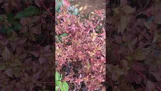 Acalypha nature garden nurseryplants gardenplants sreevidhya nursery rachuloor gate [upl. by Milty]