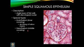 Histology of Epithelium amp apical cell surface modifications  lect 1  Dr Shehla Aman [upl. by Vachell196]