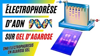 ✅Technique de lélectrophorèse dADN sur gel dagarose Définition et principe de fonctionnement [upl. by Weatherby]