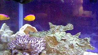 20111001 Dottyback attacking shrimpwmv [upl. by Nnylav]