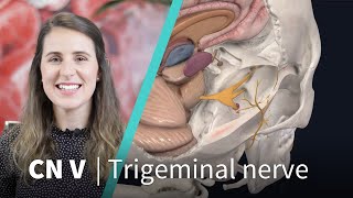 Anatomy Dissected Cranial Nerve V trigeminal nerve [upl. by Raval]