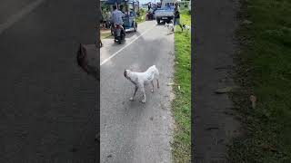 tando sero buruan batu kalang boarhunting doghunter huntingdog shortvideo [upl. by Frydman]