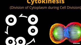 Cell Division Mitosis  Karyokinesis and CytokinesisPhases CellCycleprophaserestingphaseVideo 4 [upl. by Deste407]