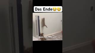 Das Ende😂😅 music artist hiphop dance lustigekatze chat humour memes sing funny [upl. by Aisyram515]