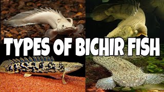 Types Of Bichir Fish [upl. by Blisse121]