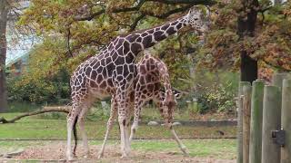 Male giraffe sparring at Zoo Berlin [upl. by Aleacem]